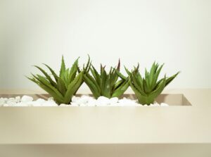 AloeVera helps to get clear skin